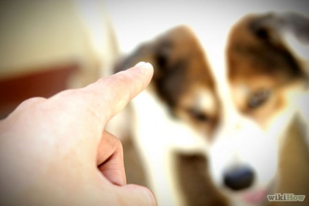 Enséñale a tu perro a no ladrar demasiado