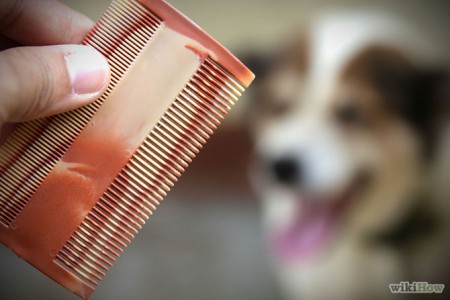 Cuida el aspecto estético de tu perro. 