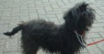 Affenpinscher