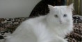 Gato Angora