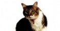 Gato Mexicano Doméstico